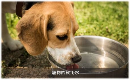 解決寵物異味難題 生物酶洗護產品的選購指南與品牌推薦